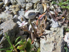 Claytonia exigua