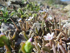 Claytonia exigua