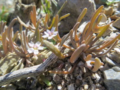 Claytonia exigua