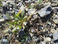Claytonia exigua