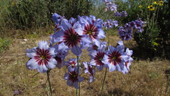 Leucocoryne purpurea