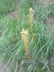 Eremurus fuscus