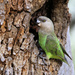 Southern Brown-headed Parrot - Photo (c) maritzasouthafrica, some rights reserved (CC BY-NC), uploaded by maritzasouthafrica