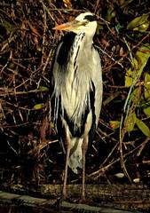 Ardea cinerea