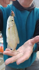 Richardsonius balteatus