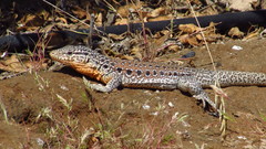 Callopistes maculatus
