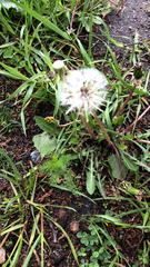 Taraxacum officinale