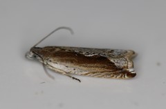 Ancylis goodelliana
