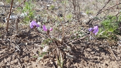 Gueldenstaedtia verna