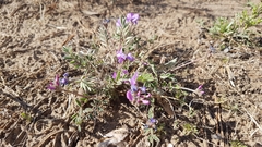 Gueldenstaedtia verna