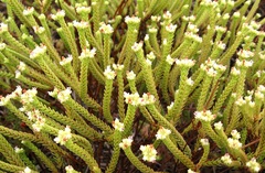 Crassula ericoides