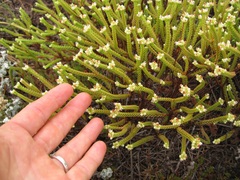 Crassula ericoides