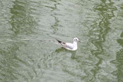 Chroicocephalus ridibundus