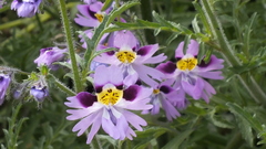 Schizanthus litoralis