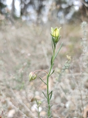 Fumana ericoides
