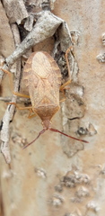 Homoeocerus dilatatus