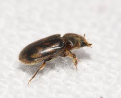 Heterocerus mollinus