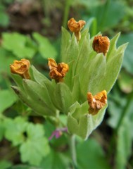 Primula veris