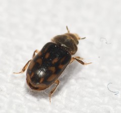 Heterocerus mollinus
