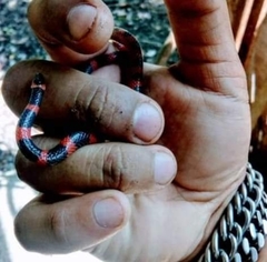 Geophis semidoliatus