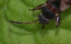 Scolopostethus thomsoni