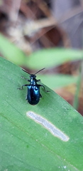 Lema concinnipennis