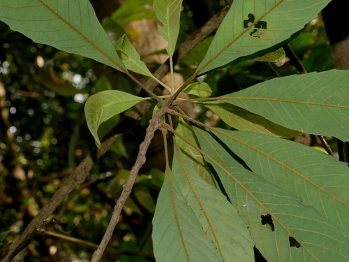 Image of Stiff-Leaved Meliosma (Meliosma rigida) by (c) Jacy Chen, some rights reserved (CC BY)