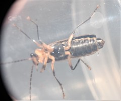 Podabrus brevicollis