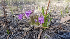 Viola gmeliniana