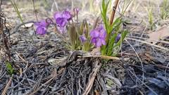 Viola gmeliniana