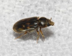 Heterocerus mollinus
