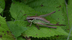 Pholidoptera littoralis