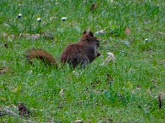 Tamiasciurus hudsonicus