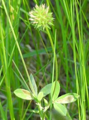 Trifolium diffusum