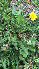 Taraxacum officinale