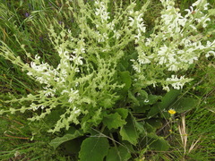 Salvia argentea
