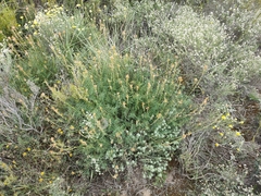 Onobrychis saxatilis