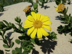 Senecio spathulatus latifructus