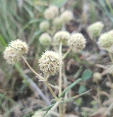 Valerianella discoidea