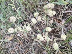 Valerianella discoidea