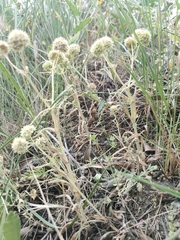 Valerianella discoidea