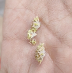 Valerianella discoidea