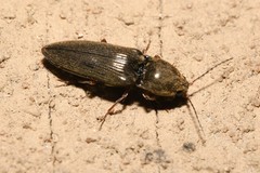 Cardiophorus convexus