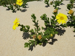 Senecio spathulatus latifructus