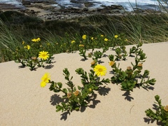 Senecio spathulatus latifructus