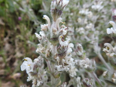 Salvia aethiopis