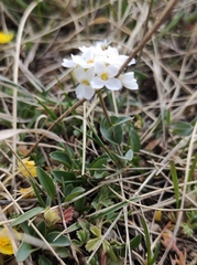 Noccaea cochleariformis