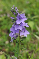 Veronica austriaca
