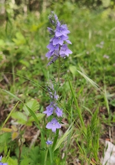 Veronica austriaca