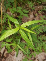 Melampyrum sylvaticum